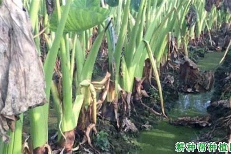 芋头忌用什么肥料