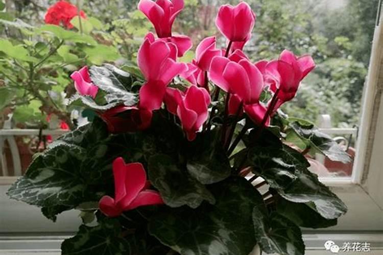 仙客来开花期间怎么浇水施肥