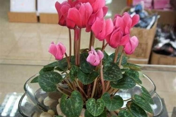 仙客来开花的时候可以施肥吗？