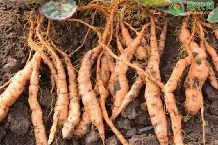 生地黄什么时候种植 中药生地的种植方法