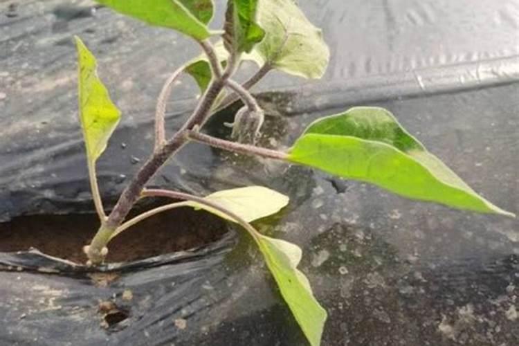 茄子施肥方法和注意事项