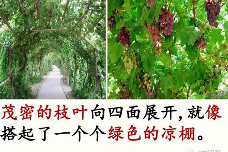 葡萄如何剪枝 葡萄枝条太细怎么办
