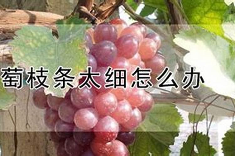葡萄枝条太细怎么办