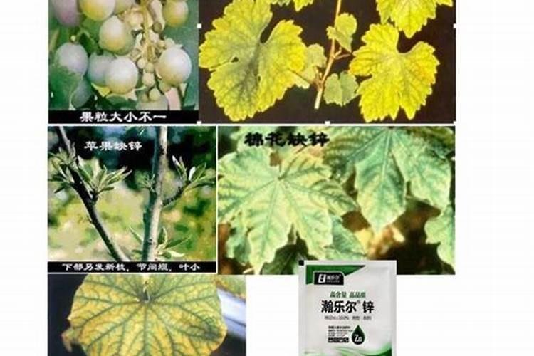 锌肥能膨大棉花吗？