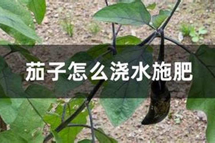 茄子的需肥规律是怎样的？施肥时需要注意哪些问题？
