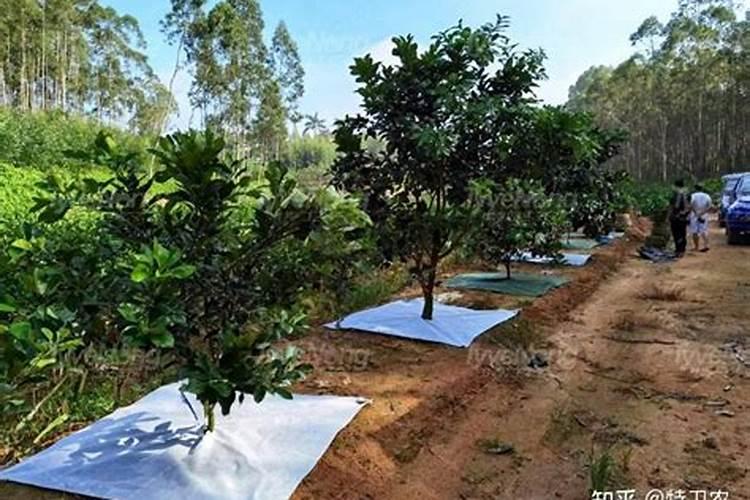 过期薏米怎样沤肥？