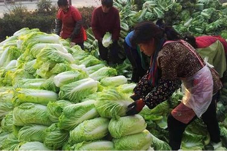 陶粒养花怎么施肥;哪些盆栽不能用陶粒