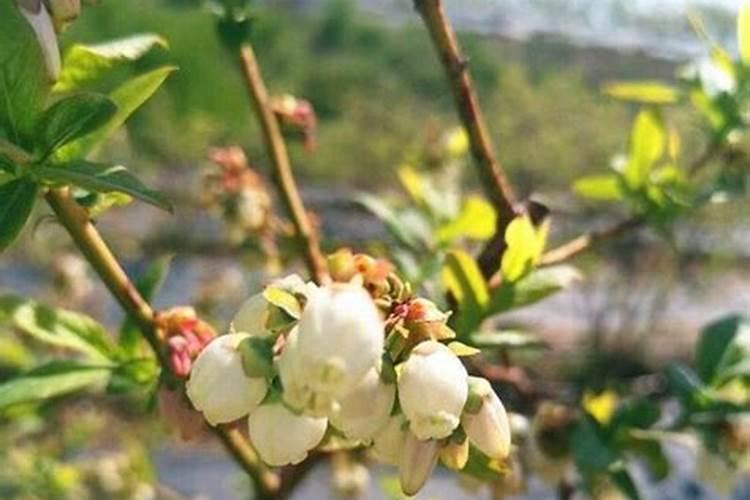 蓝莓施肥用什么肥料最好 种蓝莓用肥正确长得快