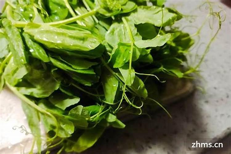 豌豆尖可以一年四季种植么 豌豆尖的修剪方法