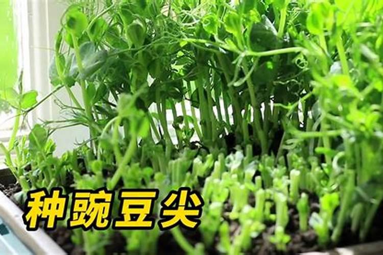 豌豆尖种植注意事项有哪些