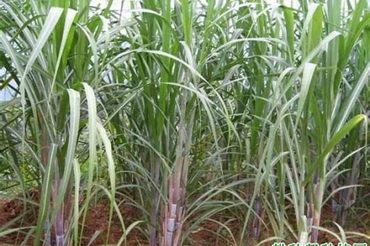 种植甘蔗可以用什么肥料？