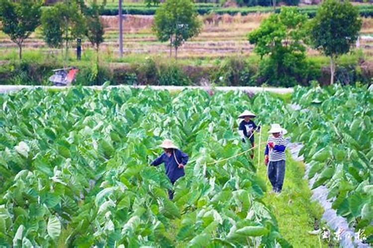 常年都是种蔬菜的地现在还可以拿来种槟榔芋吗？
