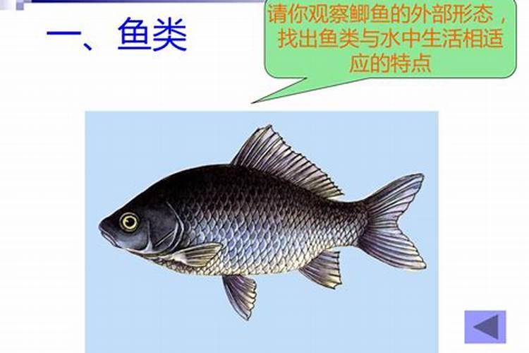 怎样鉴别鱼粉真假？