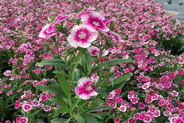 五彩石竹梅的养殖方法和注意事项