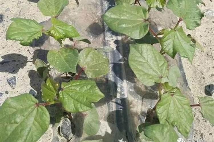 水溶肥浓度过高怎么补救