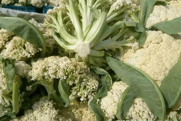 西安松花菜秋季种植时间