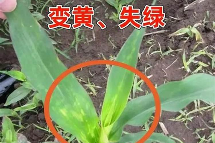 玉米苗心发黄是怎么回事