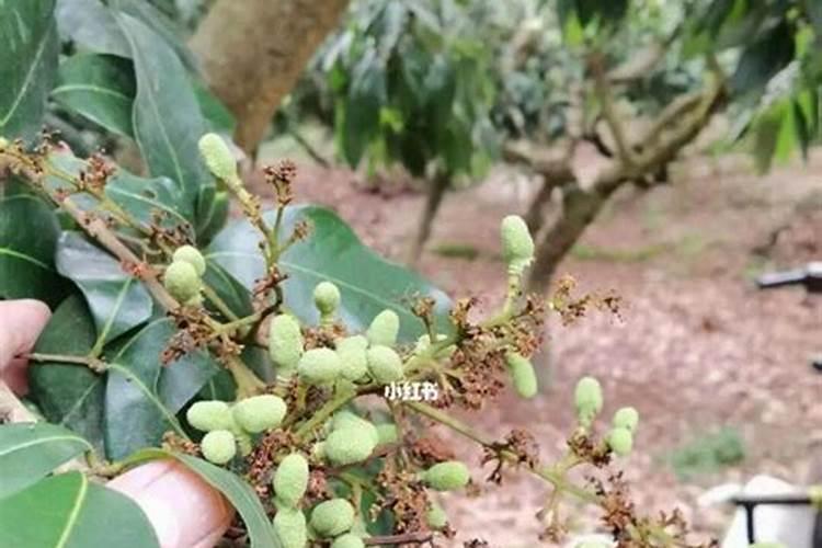 桐树大面积种植间隔多少为宜