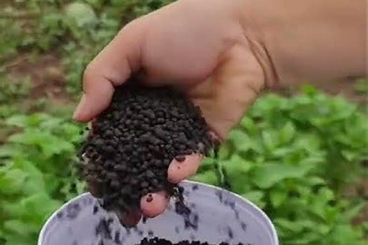 哪位能说一下阳台种菜施什么肥？有哪些值得注意的呢