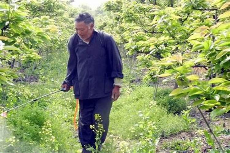 荸荠喷施硼肥和磷酸二氢钾后五个小时下雨有效吗？