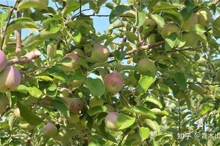 苹果树开花时施什么肥 苹果树花前施什么肥好