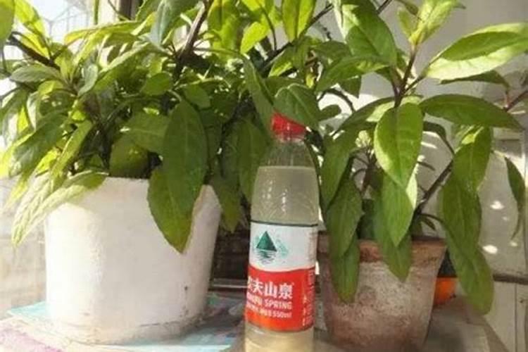 油枯要怎么给它发酵、发酵到什么程度可以