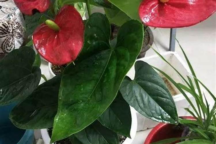 红掌花浇什么肥料合适