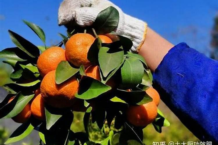 挂果沙糖桔怎样施肥 用什么肥料效果好