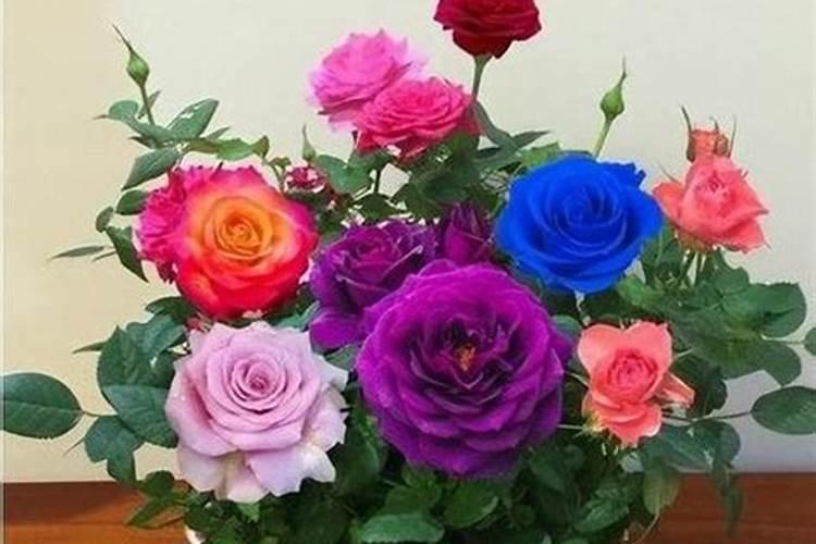 玫瑰花怎么施肥,玫瑰花施氮磷钾肥最为合适