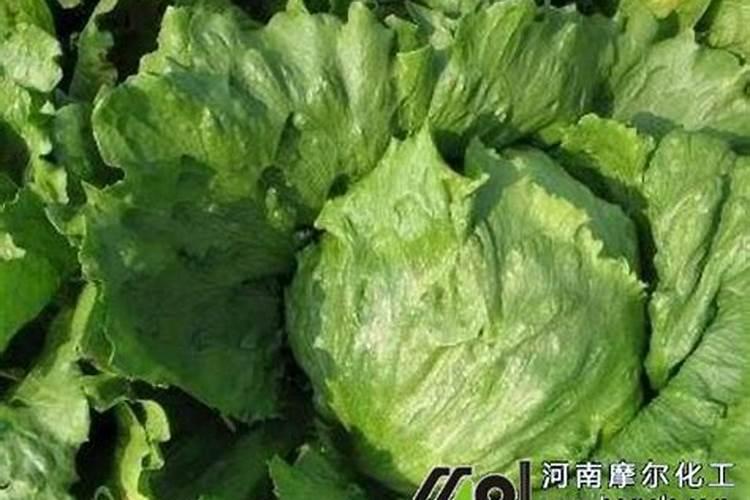 生菜肥料施用的技巧