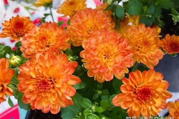 菊花施肥方法,用什么肥好