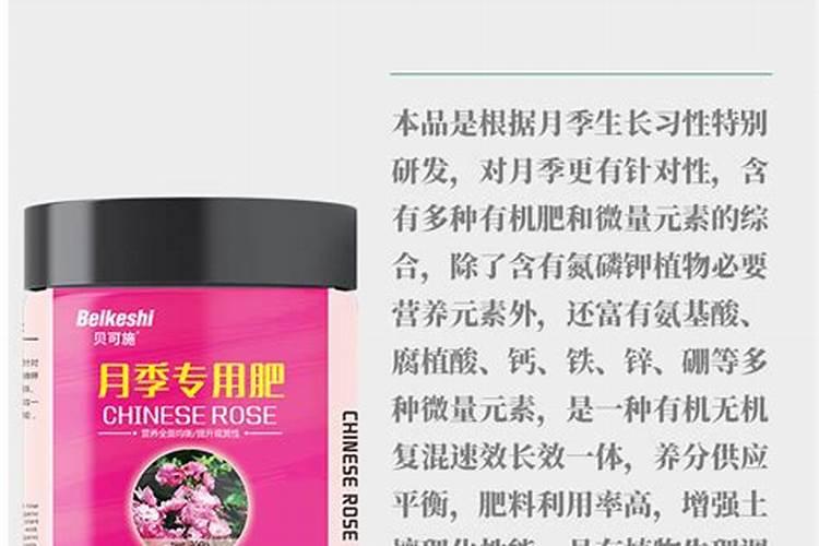 娃娃朱蕉的养殖方法和注意事项
