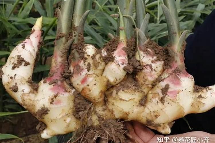 生姜水发酵后可以当肥料吗？