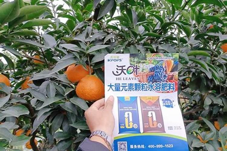 种柑橘用什么肥料最好