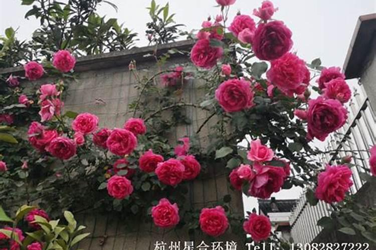 月季花怎么施肥？