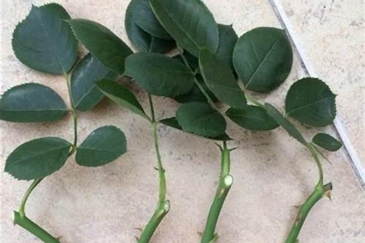 磷酸二氢钾浇月季花使用方法