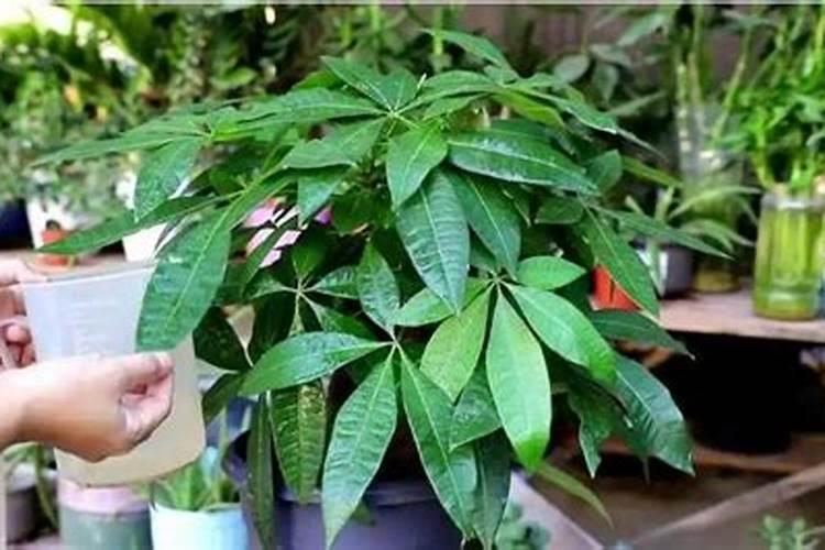氮肥养花使用方法