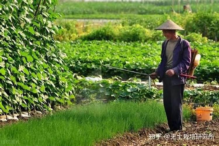莲雾控梢后多久可以催花？
