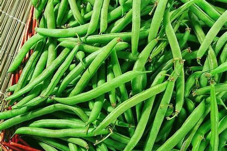 四季豆长起来了什么时候可以施肥？