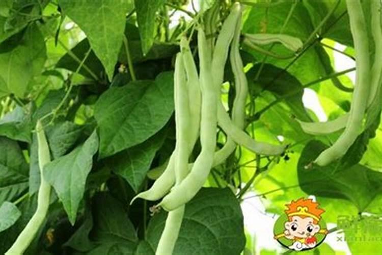 四季豆开花结果时可以用中微量元素吗？