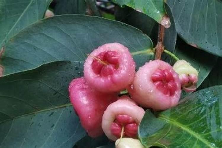 莲雾开花后怎么追肥浇水