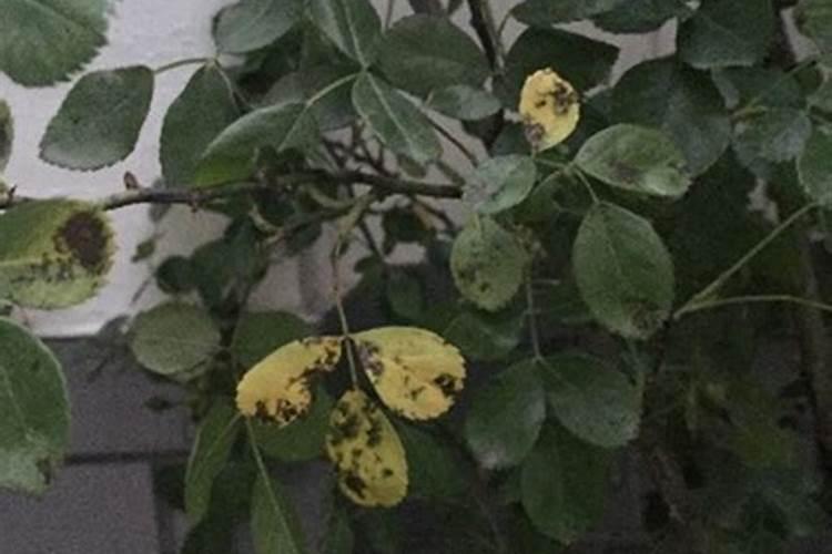 月季加尿素过量会怎样,？