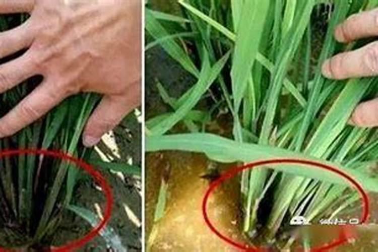 水稻叶面施肥技术