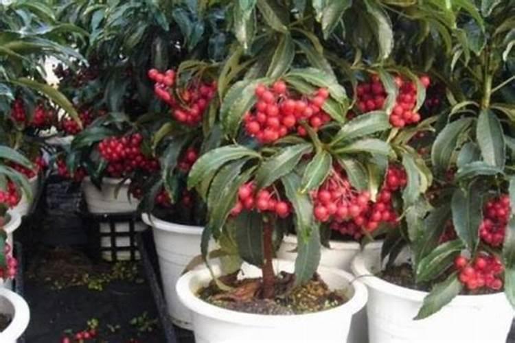 腰缠万贯冬季如何养护