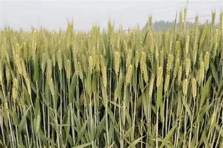 小麦什么时候打药最好