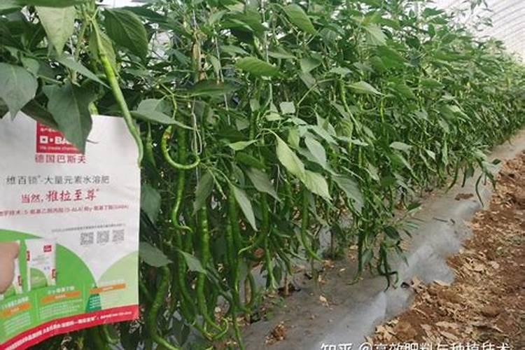 辣椒开花后怎么施肥产量高 选择什么肥料好
