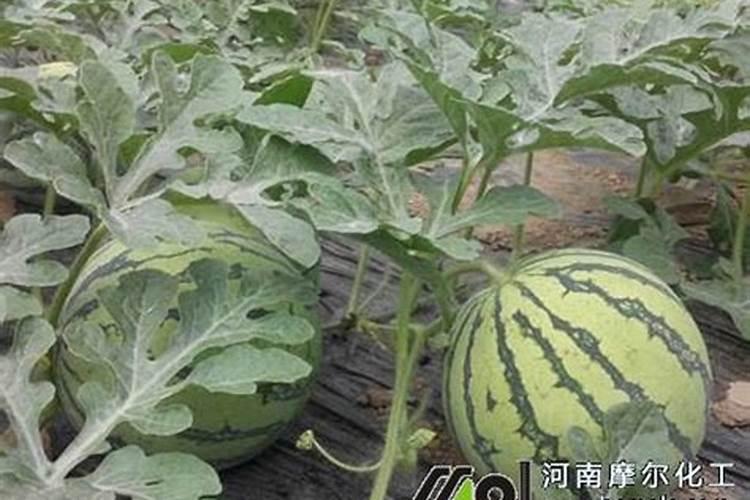 如何科学施用硅肥？