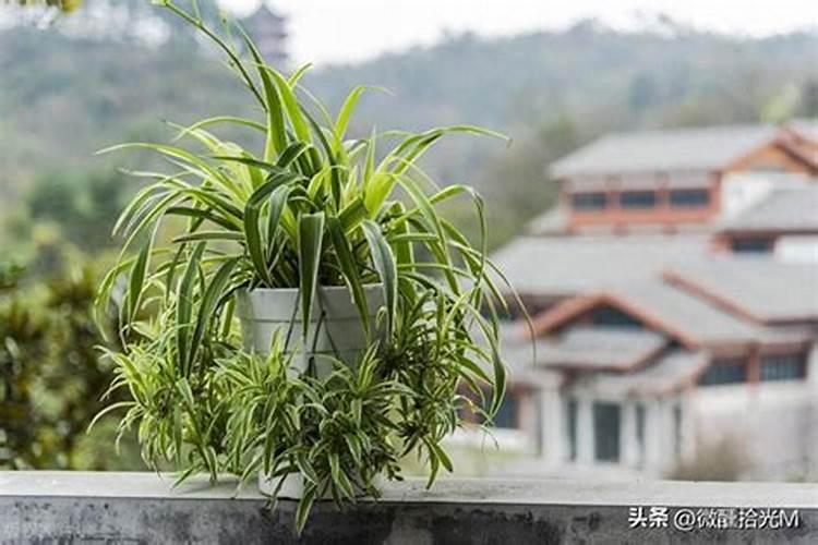 水培吊兰要不要施肥