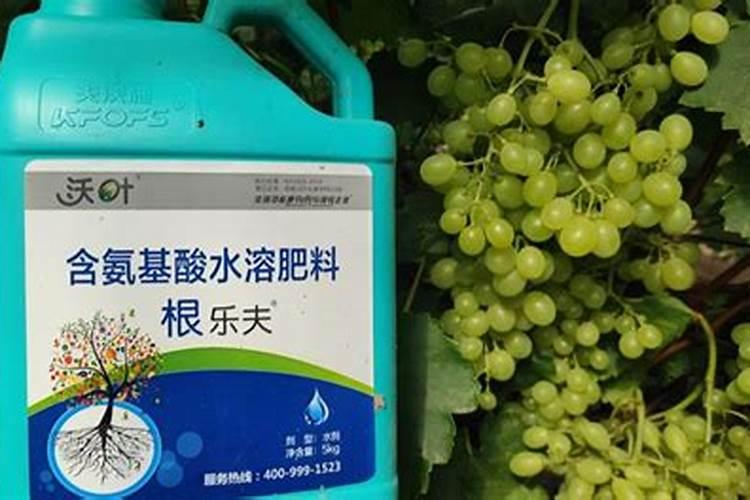 芒果种植施用水溶肥料注意事项有哪些
