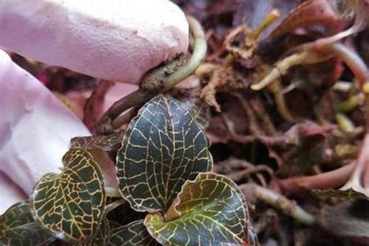 金线莲北方可以种植吗？